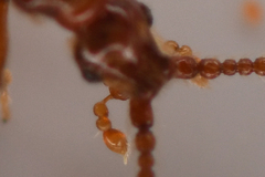 Morius occidens