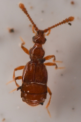 Morius occidens