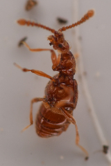 Morius occidens