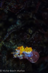 Coryphella trilineata