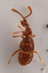 Morius occidens