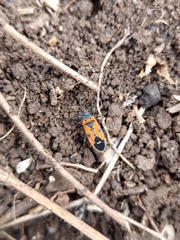 Lygaeus reclivatus
