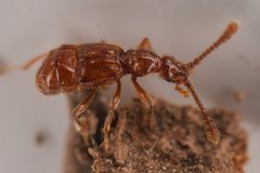 Morius occidens