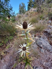 Eryngium proteiflorum