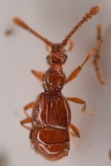 Morius occidens