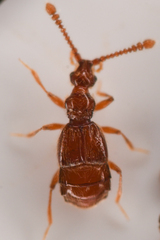 Morius occidens