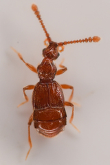 Morius occidens