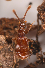 Morius occidens