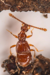 Morius occidens