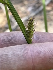 Carex utriculata