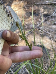 Carex utriculata