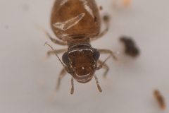 Lepinotus reticulatus