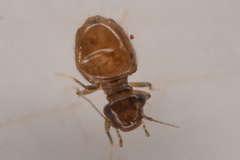 Lepinotus reticulatus