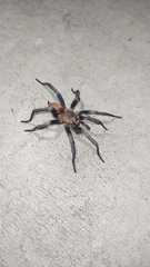 Acanthogonatus