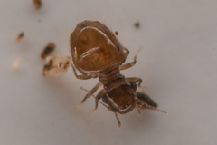 Lepinotus reticulatus