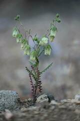 Emmenanthe penduliflora