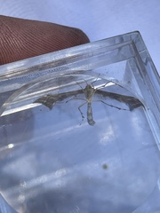 Platyptilia carduidactylus