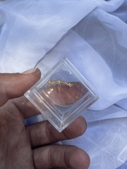 Platyptilia carduidactylus