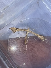 Platyptilia carduidactylus