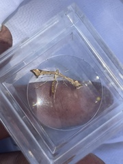 Platyptilia carduidactylus