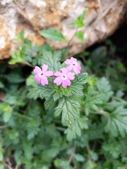 Glandularia canadensis