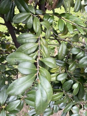 Diospyros ferrea