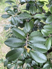 Diospyros ferrea