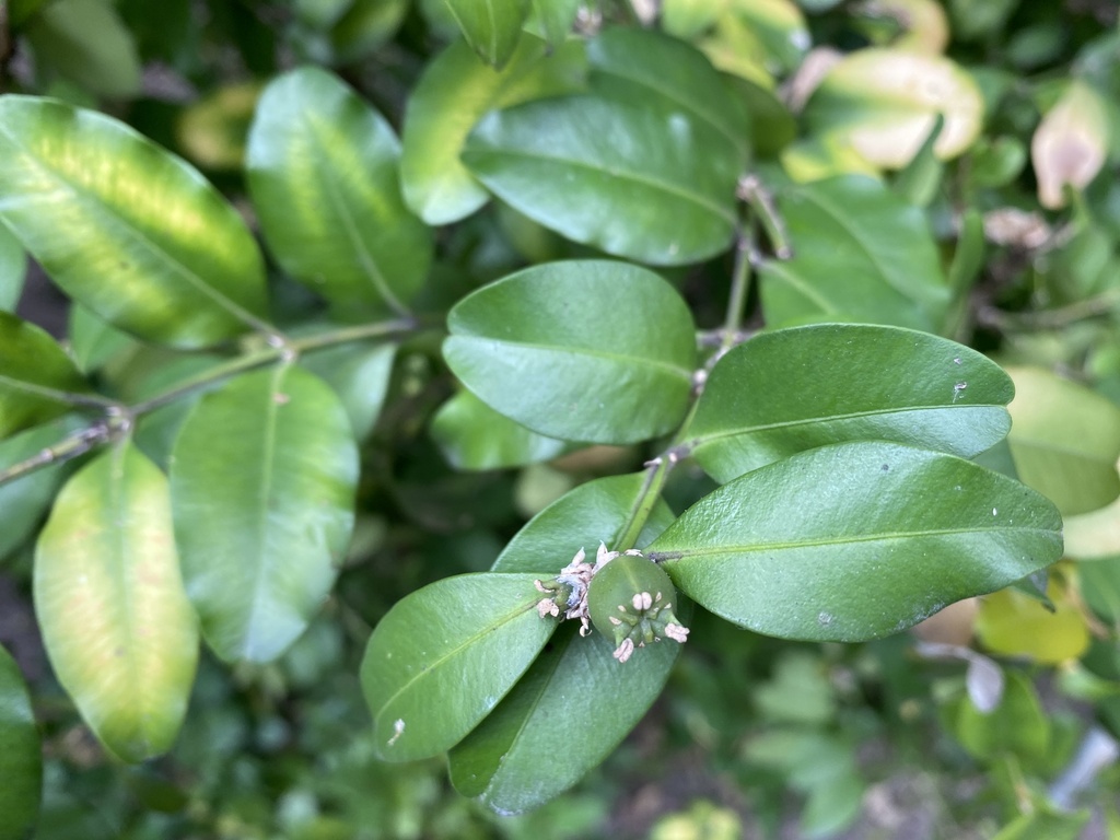 Chinese boxwood