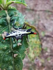 Gasteracantha westringi