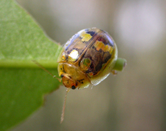 Paropsisterna gloriosa