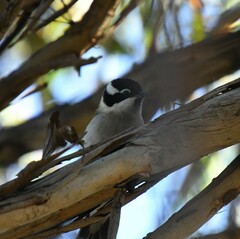 Melithreptus gularis