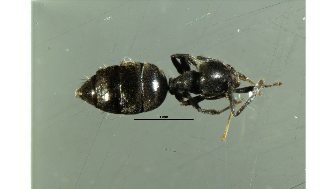 Technomyrmex elatior