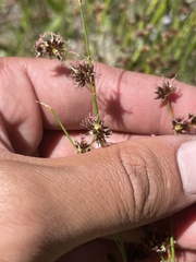 Juncus xiphioides