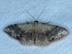 Idaea halmaea