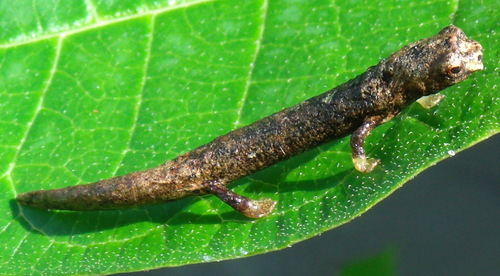 Bolitoglossa colonnea