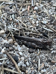 Trimerotropis verruculata