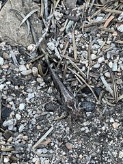 Trimerotropis verruculata