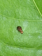 Steganopsis melanogaster