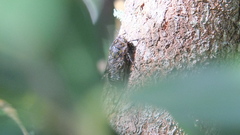 Amphipsalta cingulata