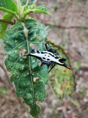 Gasteracantha westringi