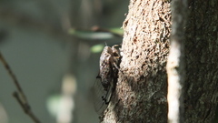 Amphipsalta cingulata