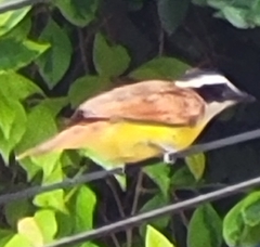 Pitangus sulphuratus