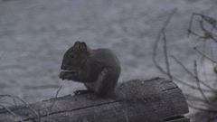 Sciurotamias davidianus