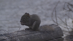 Sciurotamias davidianus