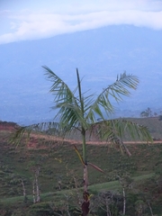 Arecoideae