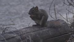 Sciurotamias davidianus