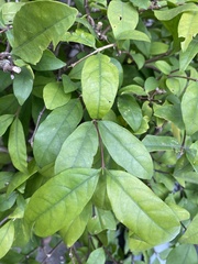 Synsepalum dulcificum