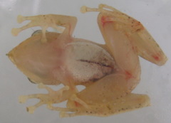 Pristimantis caryophyllaceus