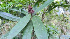 Aucuba chinensis