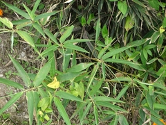Phyllostachys makinoi
